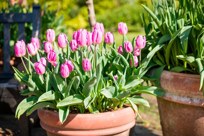 cuidados de los tulipanes en maceta